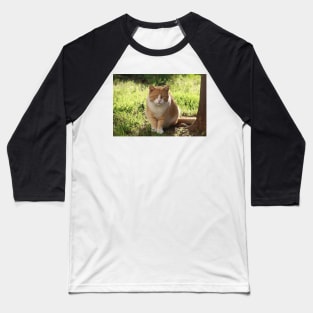 Neighborhood Visitor Cat Portrait Baseball T-Shirt